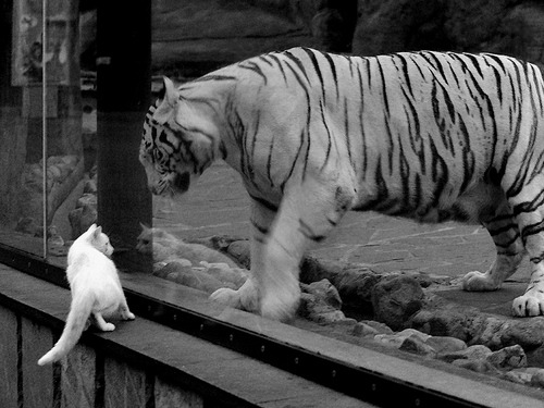 下载开云-_奇才队战术新颖,胜利在望_,奇才队伍