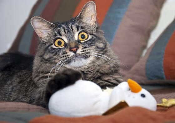 开云投注-“赛事盛典:年度最精彩的NBA明星比赛”,nba明星赛名单