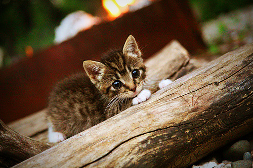 kaiyun app-中国象棋协会与韩国象棋协会签署合作协议，中国象棋协会与韩国象棋协会签署合作协议