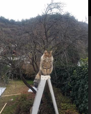 开云体育客户端-强强碰撞！欧洲豪门之间的较量即将开始，欧洲豪门转会官宣一览