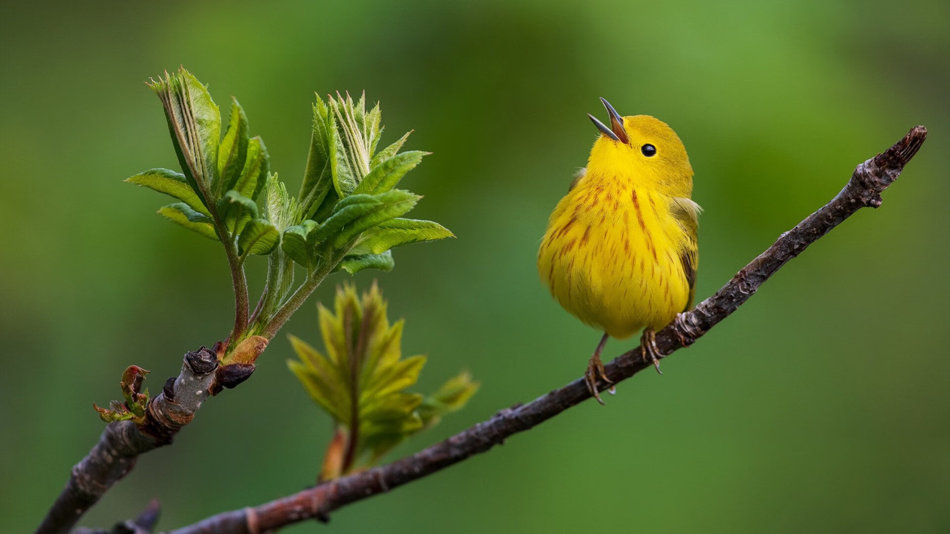 开云-新疆男篮外援出色，奠定胜利基础，新疆男篮外援名单