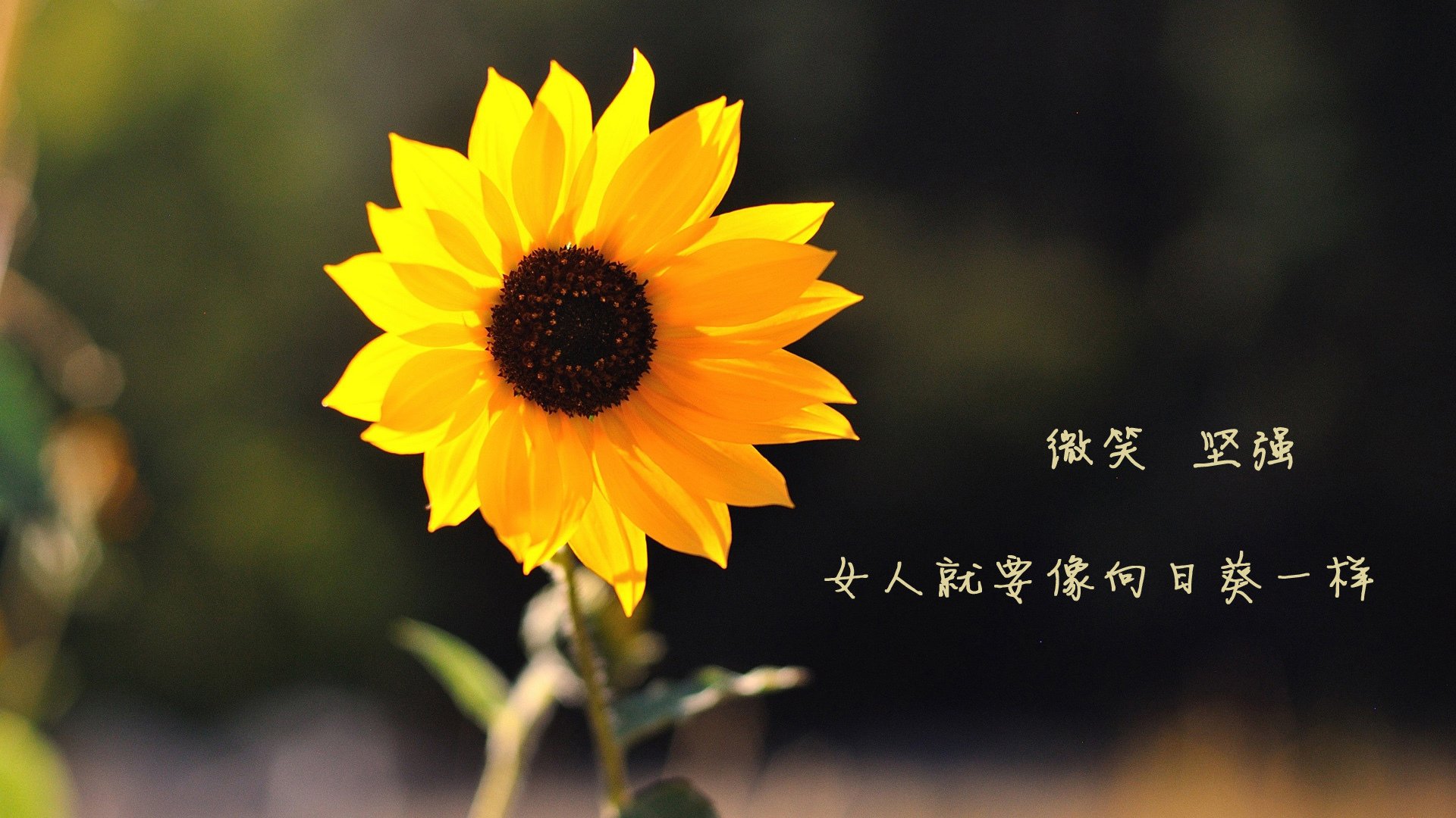 kaiyun app-体育赛事环境影响监测与绿色认证机制构建，体育赛事评估机构