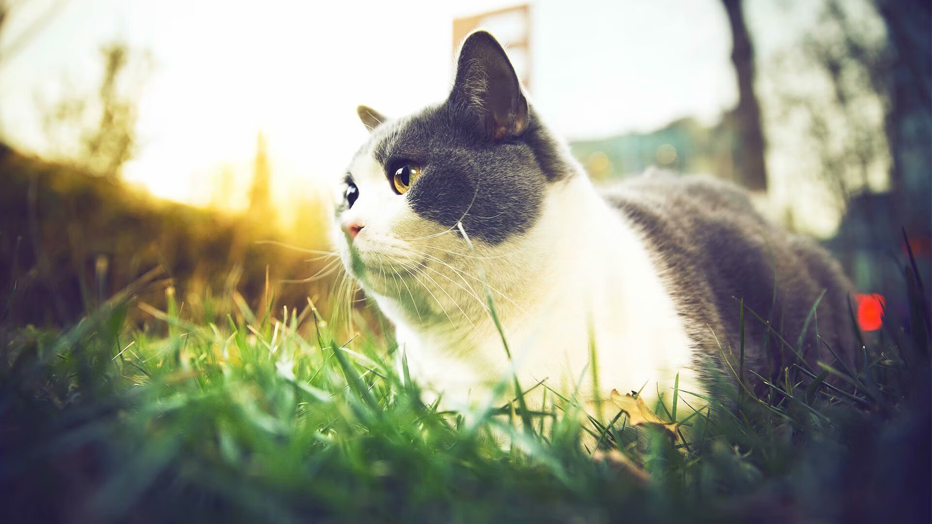 开云平台-法甲球员视觉-认知训练对战术执行延迟反应的缓解效果