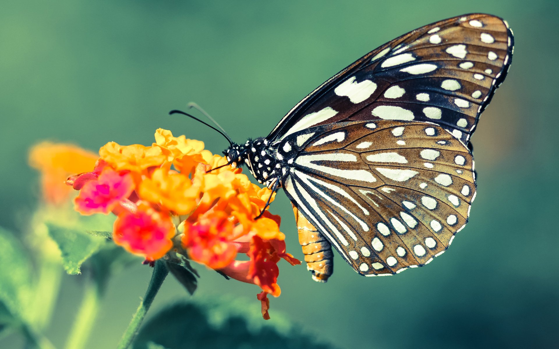 开云体育入口-英超球队基于运动生理数据优化恢复周期策略,英超恢复训练