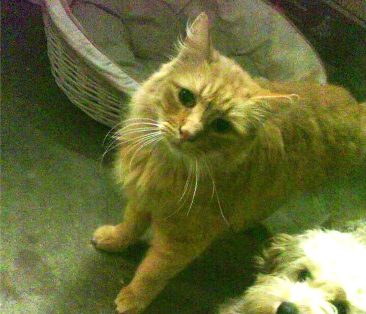 开云体育下载-2024年乒乓球大赛前瞻，选手们展开新一轮备战，二零二零年乒乓球比赛