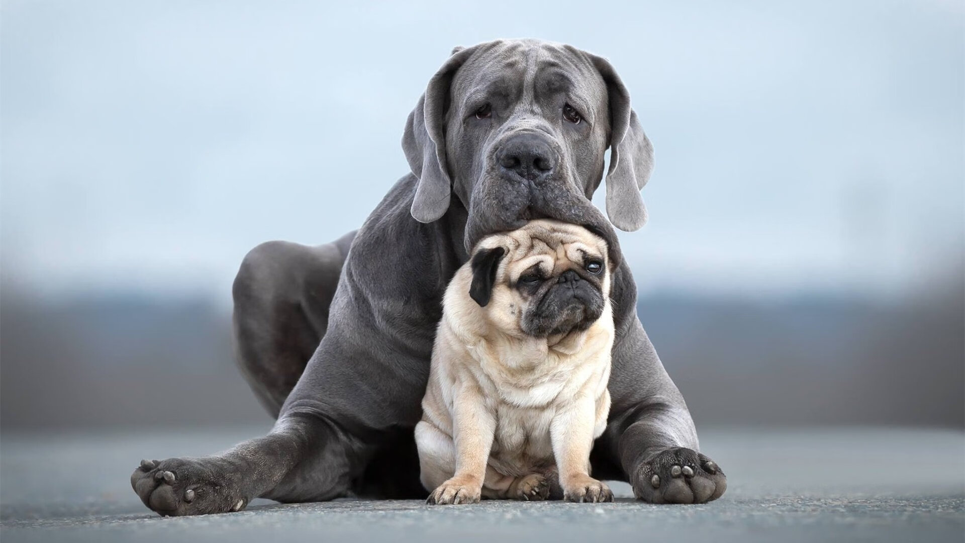 开云官网-体育新闻中心深化体育视频内容自动审核研究，体育新闻现场报道